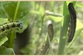 Central Insecticidas & Fertilizers