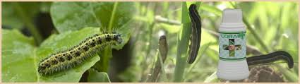 Central Insecticidas & Fertilizers