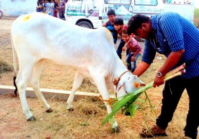 Balaji Poultry & Cattle Feeds Ltd Autonagar