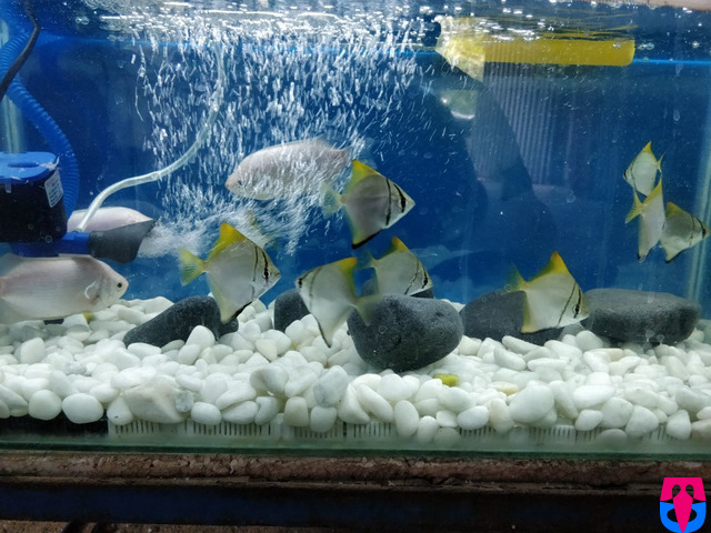 Khaja Aquarium